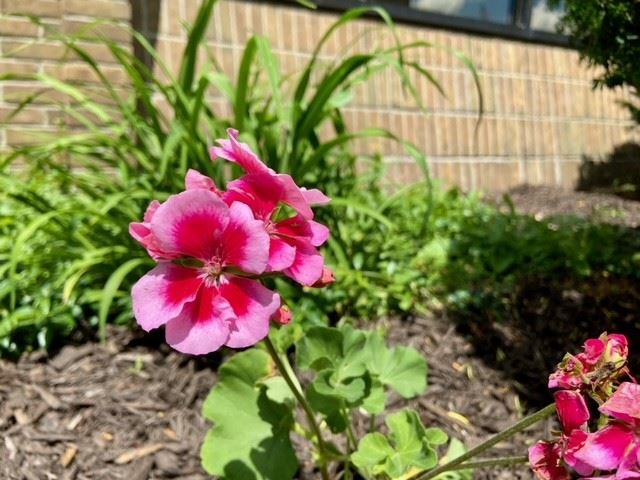 The flowers are a key feature of downtown Fenton.